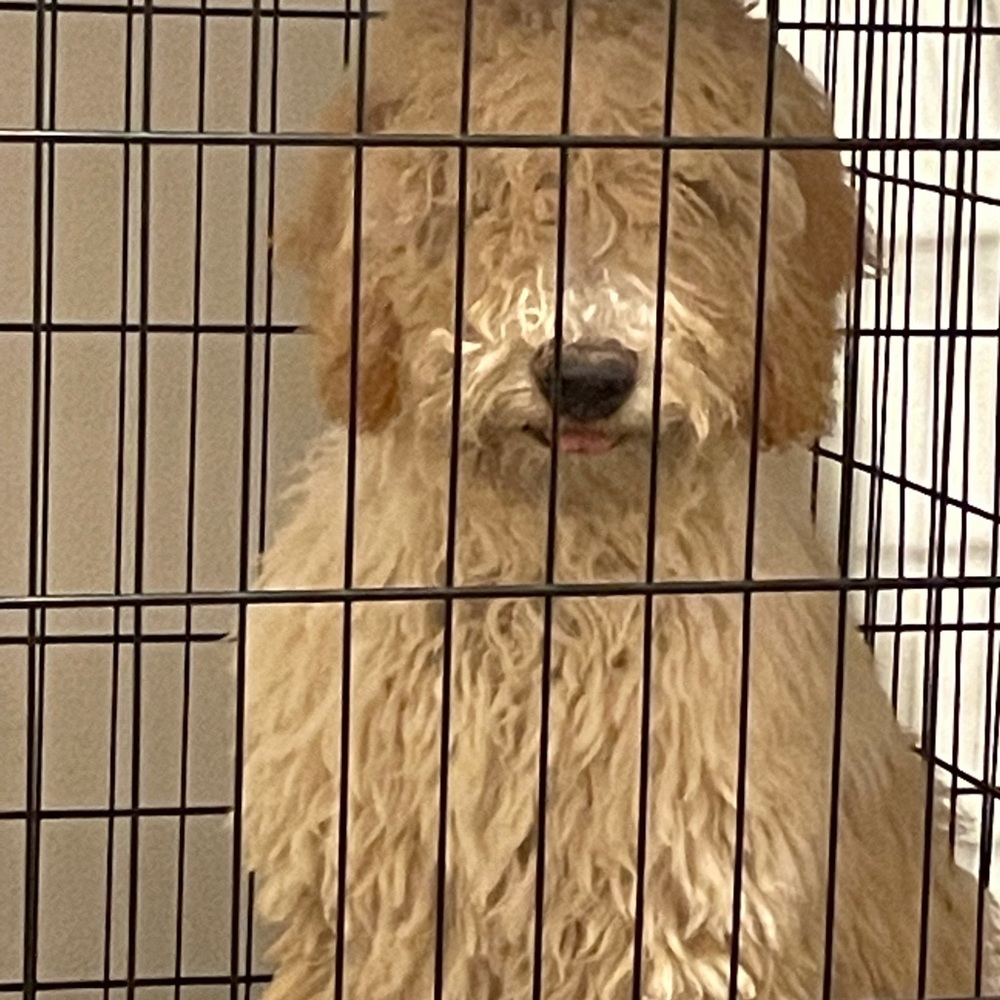 Meet your Posher, De’ja